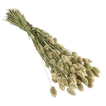 2 x Trockenblumenbund Glanzgras, natur von Dehner - Naturmaterial - Mindestbestellmenge: 2 Stk.