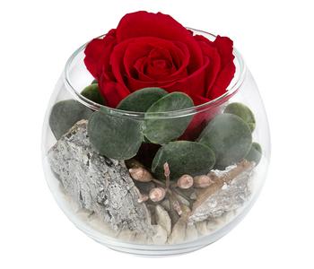 Dehner Kugelglas mit Longlife-Rose Amelie, rot, ca. Ø10/H10 cm