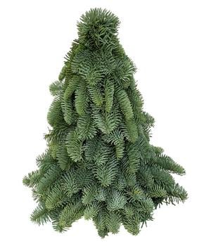 Weihnachtsbäumchen aus Nobilis-Zweigen, ca. H30 cm