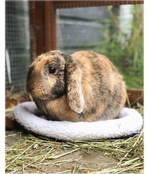 Nobby Flauschbett für Nager, weiß, ca. B30/T26 cm