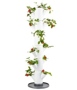 Gusta Garden Erdbeerbaum Sissi Strawberry Classic, ca. B32/H113/T27 cm, Weiß - Polypropylen