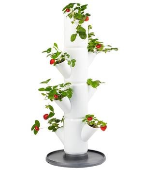 Gusta Garden Erdbeerbaum Sissi Strawberry Starter, ca. B32/H77/T27 cm, Weiß - Polypropylen