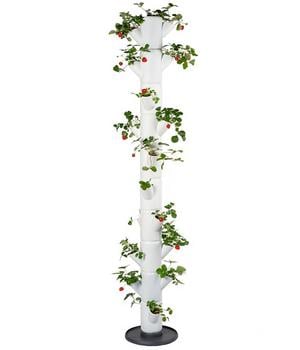 Gusta Garden Erdbeerbaum Sissi Strawberry Infinity, ca. B32/H185/T27 cm, Weiß - Polypropylen