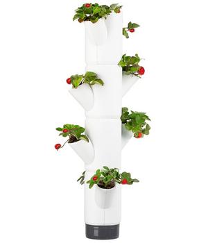 Gusta Garden Erdbeerbaum Sissi Strawberry, hängend, ca. B27/H77/T27 cm