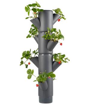 Gusta Garden Erdbeerbaum Sissi Strawberry, hängend, ca. B27/H77/T27 cm