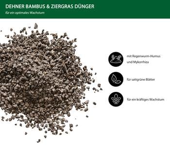 efeu frostsicher Hedera hibernica – Irischer Efeu – 24 Pflanzen – ↕10–25cm – Ø9cm – main image 1