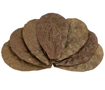 Dehner Aqua Catappa-Blätter, 10er-Set