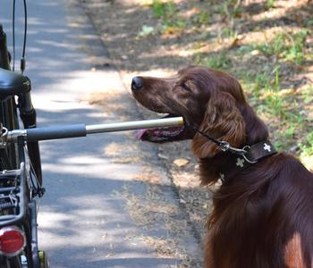 dobar petlife Fahrradleine Walky Dog Plus Dehner