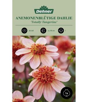 Dehner Blumenzwiebel Anemonenblütige Dahlie 'Totally Tangerine', 1 Stk.