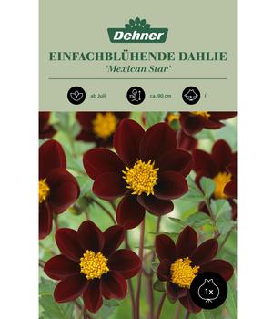 Dehner Blumenzwiebel Einfachblühende Dahlie 'Mexican Star', 1 Stk.