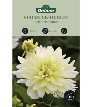 Dehner Blumenzwiebel Schmuck-Dahlie 'Berliner Lemon', 1 Stk., Weiß, Gelb