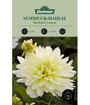 Dehner Blumenzwiebel Schmuck-Dahlie 'Berliner Lemon', 1 Stk.