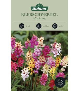 Dehner Blumenzwiebel Klebschwertel Mischung, 25 Stk., Bunt