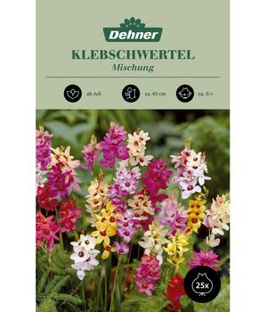 Dehner Blumenzwiebel Klebschwertel Mischung, 25 Stk.