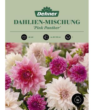 Dehner Blumenzwiebel Dahlien-Mischung 'Pink Panther', 3 Stk.