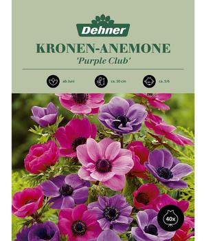 Dehner Blumenzwiebel Kronen-Anemone 'Purple Club', 40 Stk.