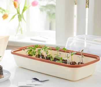 Romberg BoQube Anzuchtschale, ca. B37/H6/T19 cm