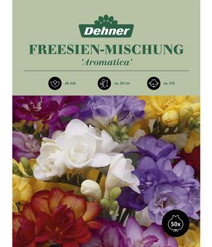 Dehner Blumenzwiebel Freesien-Mischung 'Aromatica', 50 Stk.