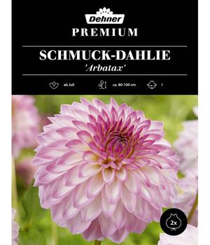 Dehner Premium Blumenzwiebel Schmuck-Dahlie 'Arbatax', 2 Stk.