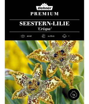 Dehner Premium Blumenzwiebel Seestern-Lilie 'Crispa', 1 Stk.