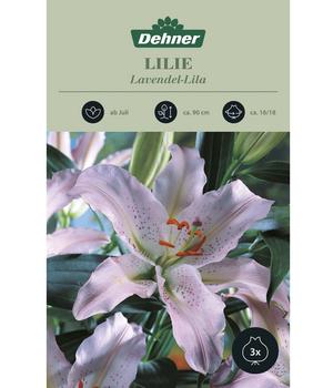 Dehner Blumenzwiebel Lilie 'Lavendel-Lila', 3 Stk.