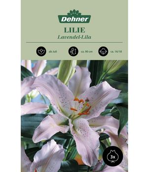 Dehner Blumenzwiebel Lilie 'Lavendel-Lila', 3 Stk.