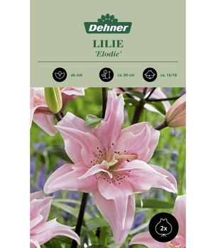 Dehner Blumenzwiebel Lilie 'Elodie', 2 Stk.
