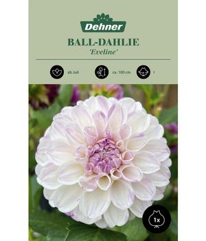 Dehner Blumenzwiebel Ball-Dahlie 'Eveline', 1 Stk.