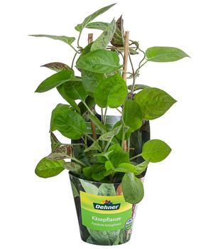 Käsepflanze