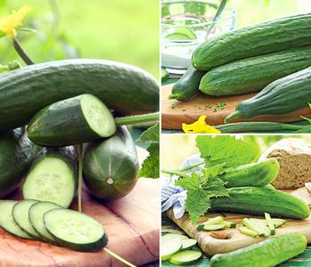 Gemüse-Set Gurkensalat, 3-teilig