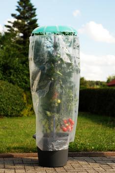KHW Tomatenhut, Grün - Kunststoff