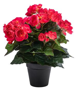 Flower Manufaktur Kunstpflanze Begonie, ca. H33 cm