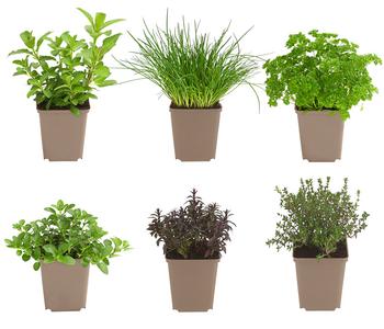 Kräuter-Set Feinschmecker, 6-teilig