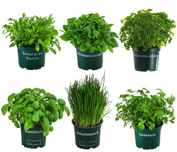 Kräuter-Set Küchenkräuter, 6-teilig von Dehner, Grün / Dunkelgrün