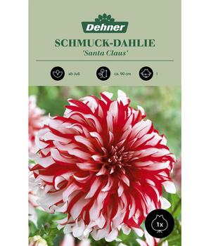 Dehner Blumenzwiebel Schmuck-Dahlie 'Santa Claus', 1 Stk.