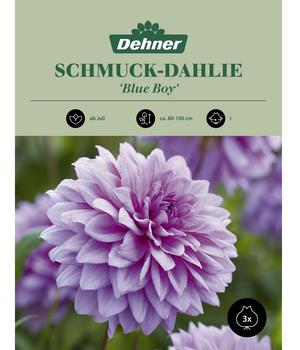 Dehner Blumenzwiebel Schmuck-Dahlie 'Blue Boy', 3 Stk.