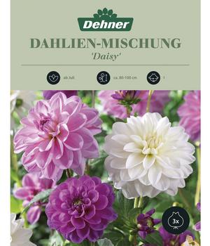 Dehner Blumenzwiebel Dahlien-Mischung 'Daisy', 3 Stk., Rosa, Lila, Weiß