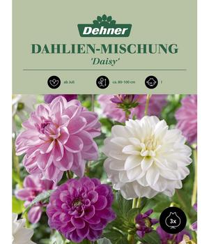 Dehner Blumenzwiebel Dahlien-Mischung 'Daisy', 3 Stk.