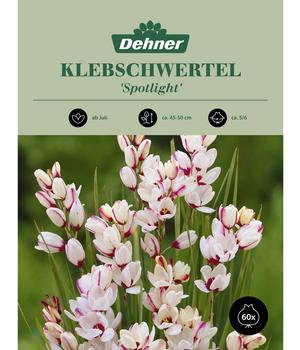 Dehner Blumenzwiebel Klebschwertel 'Spotlight', 60 Stk.