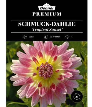 Dehner Premium Blumenzwiebel Schmuck-Dahlie 'Tropical Sunset', 2 Stk.
