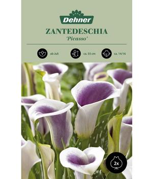 Dehner Blumenzwiebel Zantedeschia 'Picasso', 2 Stk.