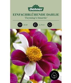 Dehner Blumenzwiebel Einfachblühende Dahlie 'Twyning's Smartie', 1 Stk.