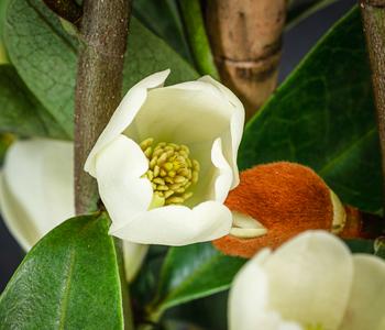 Duft-Magnolie 'Vanilla Pearls' von Dehner, Weiß