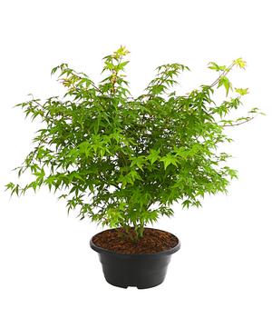 Fächerahorn 'Little Princess', Schale