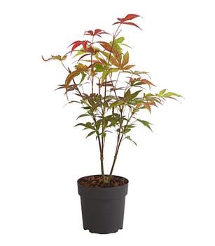 sansevieria xxl Bogenhanf 'Laurentii' XXL-Gre kaufen