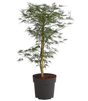 Japanischer Fächerahorn 'Emerald Lace' von Dehner, Grün