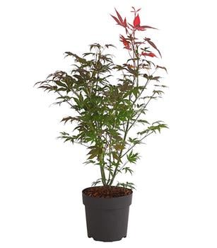 Roter Fächerahorn 'Atropurpureum'