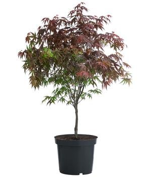 Roter Fächerahorn 'Atropurpureum'