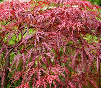 Dunkelroter Schlitz-Ahorn 'Dissectum Garnet', ca. 30-40 cm