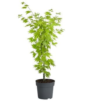 Japanischer Goldahorn 'Jordan'